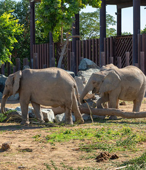 Ras Al Khaimah - Rak Zoo - pic